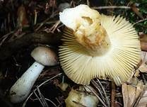 Milder Wachstäubling, Foto 14