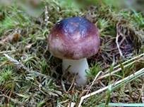 Milder Wachstäubling, Foto 15