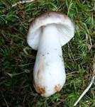 Milder Wachstäubling, Foto 16