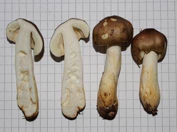 Milder Wachstäubling, Foto 6