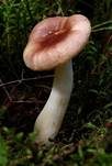Milder Wachstäubling, Foto 7