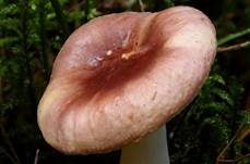 Milder Wachstäubling, Foto 9