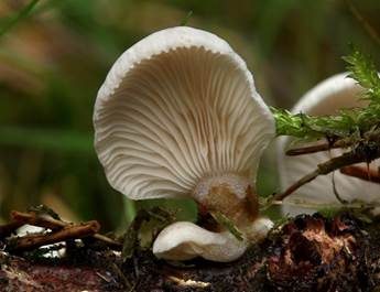 Milder Zwergknäueling, Foto 2