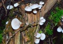 Milder Zwergknäueling, Foto 12