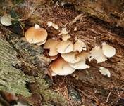 Milder Zwergknäueling, Foto 17