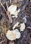 Milder Zwergknäueling, Foto 22