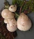 Milder Zwergknäueling, Foto 24