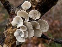 Milder Zwergknäueling, Foto 25