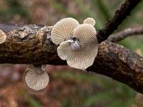 Milder Zwergknäueling, Foto 26