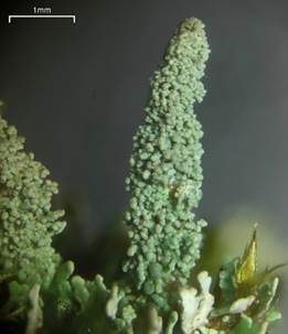 Minikörnchenflechte, Foto 3