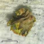 Minikörnchenflechte, Foto 15