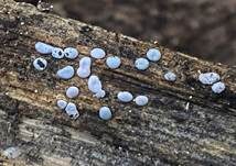 Missgestalteter Krustenpilz, Foto 7