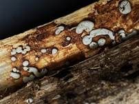 Missgestalteter Krustenpilz, Foto 10