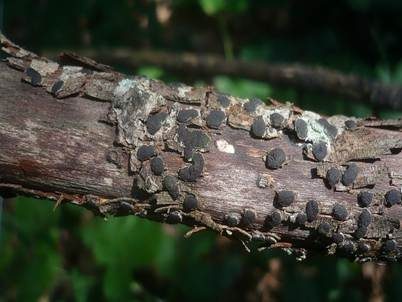 Blasiges Eckenscheibchen, Foto 2