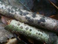 Blasiges Eckenscheibchen, Foto 6