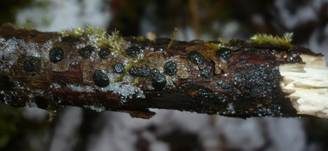 Blasiges Eckenscheibchen, Foto 7