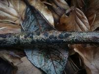 Blasiges Eckenscheibchen, Foto 9