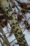 Blasiges Eckenscheibchen, Foto 11