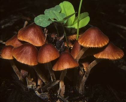 Mistsamthäubchen, Foto 3