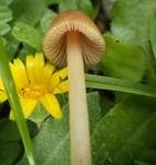 Mistsamthäubchen, Foto 6