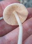 Mittlerer Scheidling, Foto 7