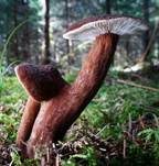 Mohrenkopf-Milchling, Foto 56