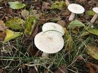 Mönchskopf, Foto 9