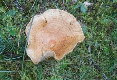 Montaner Zonenmilchling, Foto 2