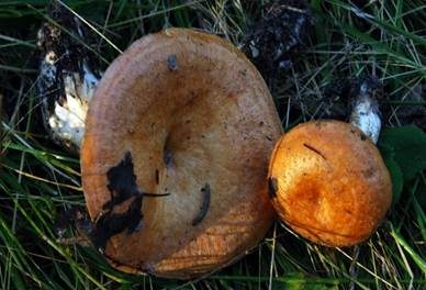 Montaner Zonenmilchling, Foto 3