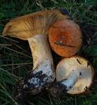 Montaner Zonenmilchling, Foto 6