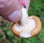 Montaner Zonenmilchling, Foto 7