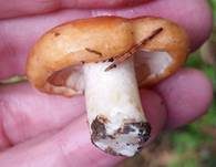 Montaner Zonenmilchling, Foto 10