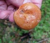 Montaner Zonenmilchling, Foto 11