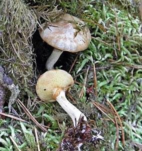 Moorröhrling, Foto 2