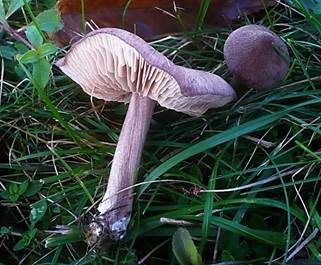 Moorrötling, Foto 2