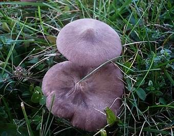 Moorrötling, Foto 6