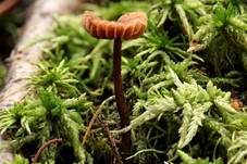 Blassblättriger Lacktrichterling, Foto 13