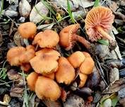 Blassblättriger Lacktrichterling, Foto 14
