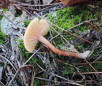 Blassblättriger Lacktrichterling, Foto 4