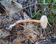 Blassblättriger Lacktrichterling, Foto 9