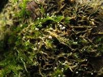 Moos-Flaumschälchen, Foto 8