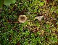 Moostrichterling, Foto 7