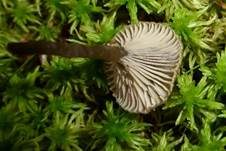 Moostrichterling, Foto 10