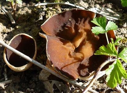 Morchelbecherling, Foto 2