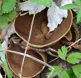 Morchelbecherling, Foto 3