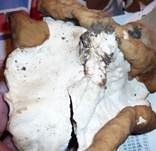 Morchelbecherling, Foto 18