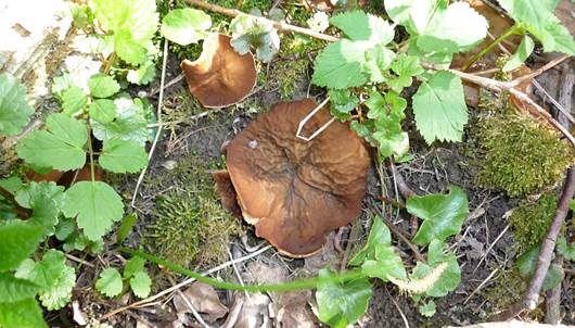 Morchelbecherling, Foto 4