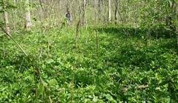Morchelbecherling, Foto 22