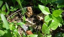 Morchelbecherling, Foto 23