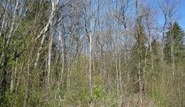Morchelbecherling, Foto 24
